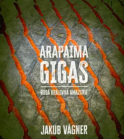 Arapaima gigas- Rudá královna Amazonie