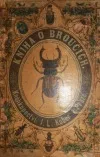 Brouci