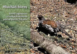 Hlucháň hôrny – Lesný operenec s nadprirodzenou pózou počas tokania