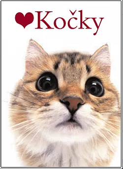 Kočky
