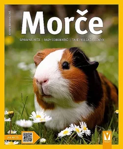 Morče - Jak na to
