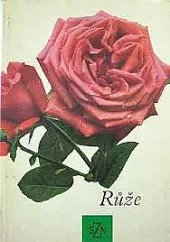 Růže