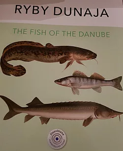Ryby Dunaja