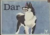 Dar
