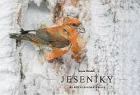 Jeseníky - hledání divoké krásy