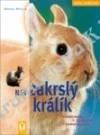 Náš zakrslý králík