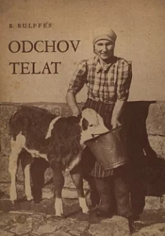 Odchov telat