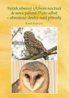 Sýček obecný (Athene noctua) & sova pálená (Tyto alba) – ohrožené druhy naší přírody